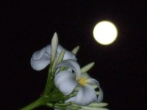 frangipani moon